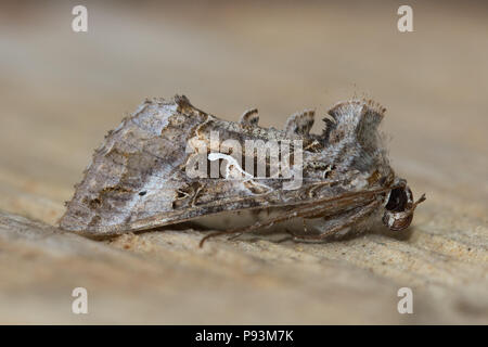 Silber Y Motte (Autographa Gamma) Stockfoto