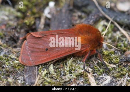 Ruby Tiger Moth (Phragmatobia fuliginosa) Stockfoto
