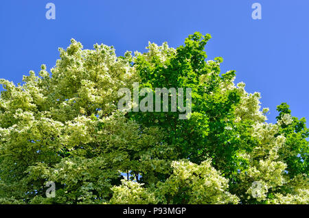 Teilweise geflammte Sycamore Tree, Thomasburg Gärten, Maidstone, Kent, England. Die Blätter der einige Zweige bunt sind, andere sind normal. Stockfoto