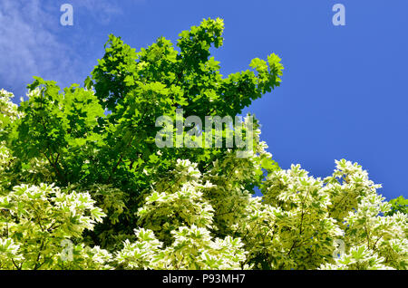 Teilweise geflammte Sycamore Tree, Thomasburg Gärten, Maidstone, Kent, England. Die Blätter der einige Zweige bunt sind, andere sind normal. Stockfoto