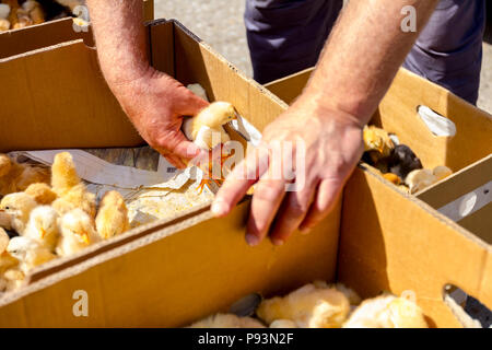 Hände greifen Baby chick, klein und sehr schöne bunte Küken im Karton platziert sind, Geflügelindustrie. Stockfoto