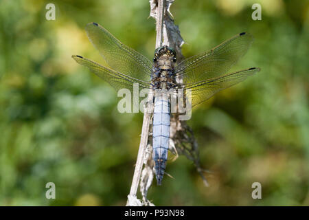 Black-tailed Skimmer, Orthetrum Cancellatum, Großbritannien Stockfoto