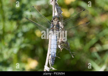 Black-tailed Skimmer, Orthetrum Cancellatum, Großbritannien Stockfoto