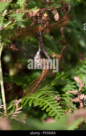 Braun Hawker, Aeshna grandis, Großbritannien Stockfoto