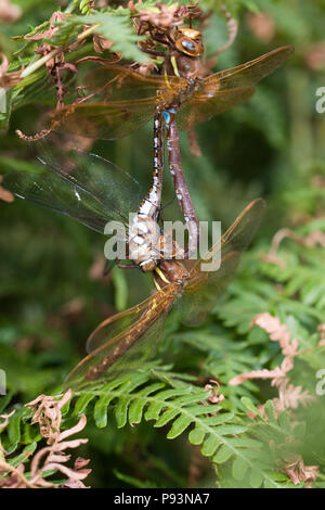 Braun Hawker, Aeshna grandis, Großbritannien Stockfoto