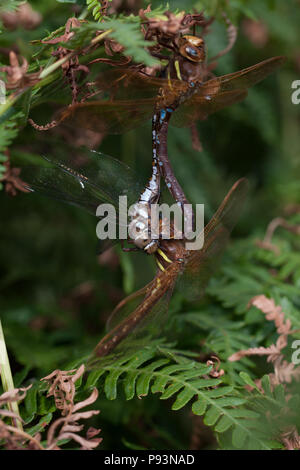 Braun Hawker, Aeshna grandis, Großbritannien Stockfoto