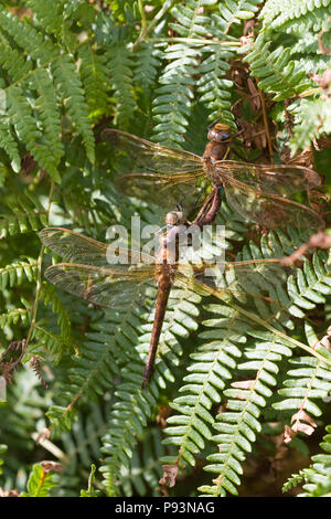 Braun Hawker, Aeshna grandis, Großbritannien Stockfoto