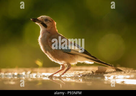 Eurasischen Eichelhäher - Garrulus glandarius, großen farbigen sitzenden Vogels aus europäischen Wäldern und Wäldern. Stockfoto