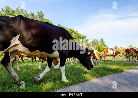 Zwei Schäfer eine Herde von Bloodstock inländischen Kühe nach Hause in den Stall nach Weide auf dem Asphalt der Straße im Dorf. Stockfoto