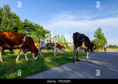 Zwei Schäfer eine Herde von Bloodstock inländischen Kühe nach Hause in den Stall nach Weide auf dem Asphalt der Straße im Dorf. Stockfoto