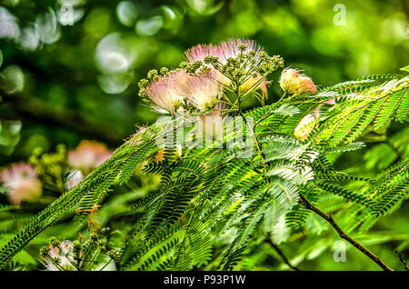 Mehrere Blüten, Blätter und Zweige eines persischen Seide Baum oder albizia julibrissin Stockfoto
