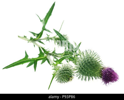 Mariendistel als Heilpflanze mit weißem Hintergrund verwendet Stockfoto