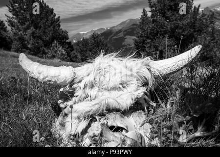Gehörnte Kühe Schädel in einer Wiese in den katalanischen Pyrenäen, Spanien Stockfoto