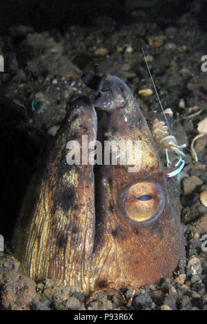 Herrliche Partner Garnelen (periclimenes Magnificus) auf dem Kopf eines Schwarzen gerippte Snake Eel (Ophichtus Melanochir), Lembeh Strait, Indonesien Stockfoto