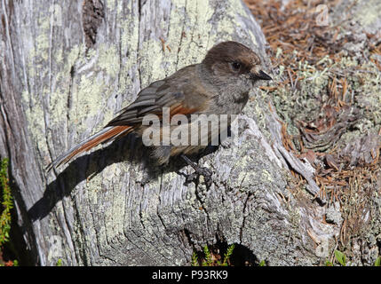 Sibirischer eichelhäher, Perisoreus infaustus, thronte auf einem toten Baumstamm Stockfoto