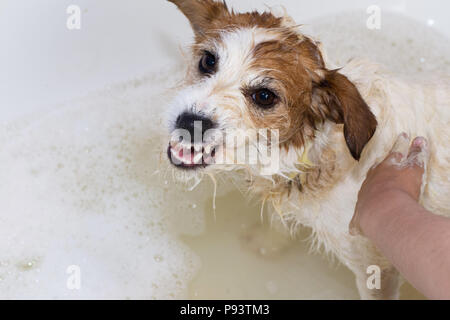 Lustige wütend SCHMUTZIGE SCHLAMMIGE JACK RUSSELL Hund in der Badewanne und SUCHEN DIE KAMERA ZEIGT SEINE ZÄHNE Stockfoto