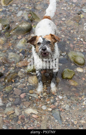 Lustige schmutzige SCHLAMMIGE JACK RUSSELL HUND BADEN IN EINEM FLUSS Stockfoto