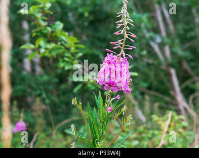 Blumen von Ivan - Tee, heilpflanze Ivan - Tea Rose Blütenstand Stockfoto