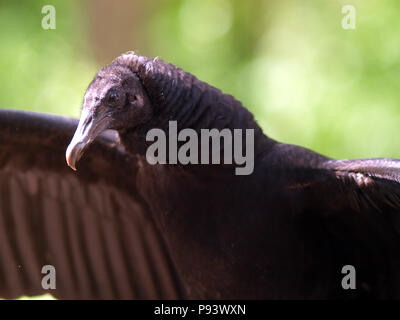 Raptor Eule Eagle Hawk kite Geier Stockfoto