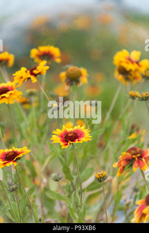 In der Nähe der Decke Blumen (Gaillardia aristata) in voller Blüte Stockfoto