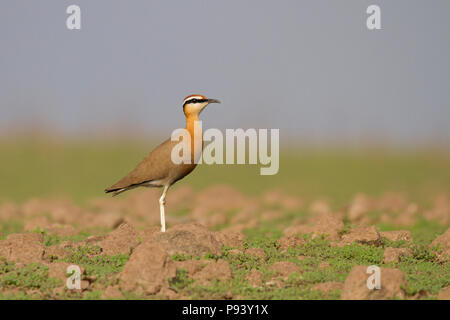 Indische Renner oder Cursorius coromandelicus, Western Ghats in Pune, Maharashtra, Indien Stockfoto