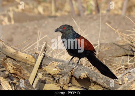 Greater Coucal oder Krähe Fasan oder Centropus sinensis, Western Ghats in Pune, Maharashtra, Indien Stockfoto