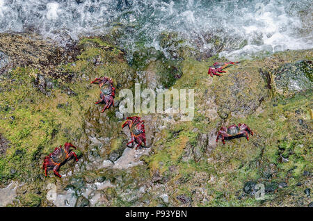 Paar bunte Lightfoot Krabben (Grapsus adscensionis) in ihrer natürlichen Umgebung - Küste Felsen von grünen Algen bedeckt. Bild an nationa Stockfoto