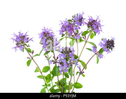 Blühende Zweige wilder Thymian (Thymus serpyllum) auf weißem Hintergrund Stockfoto