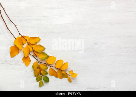 Zwei Zweige der gelben Blätter im Herbst (fabrikantenvilla Vanhouttei) alten weißen Holz- schäbig Hintergrund Stockfoto