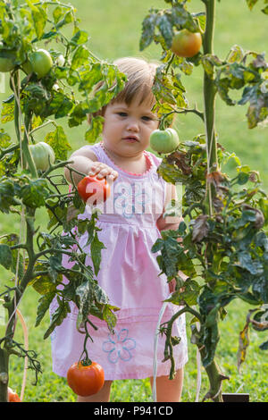 kleine Mädchen nahm reife Tomaten Stockfoto