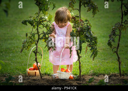 kleine Mädchen nahm reife Tomaten Stockfoto