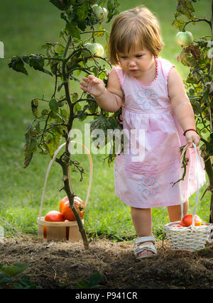 kleine Mädchen nahm reife Tomaten Stockfoto