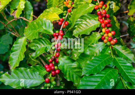 Schließen Sie herauf frische organische Red raw und reife Kaffeekirschen Bohnen auf tree Plantation Stockfoto