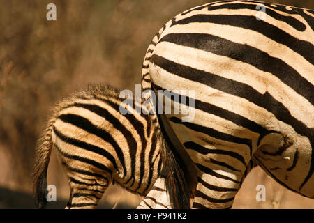 Zebras, Equus Quagga. Mana Pools National Park. Zimbabwe Stockfoto