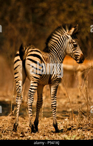 Baby Zebra, Equus quagga. Mana Pools Nationalpark. Simbabwe Stockfoto