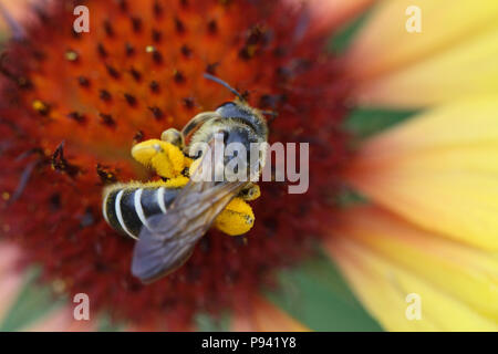 In der Nähe von Bumblebee sitzen auf die schöne Blume Stockfoto