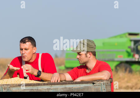 Junge Landwirte untersuchen Sojabohnen in Anhänger nach der Ernte Stockfoto