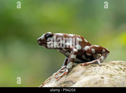 Marañón Pfeilgiftfrosch Stockfoto