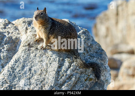 Neugierig Kalifornien Erdhörnchen (Otospermophilus beecheyi) auf einem Stein saß Seitenansicht Stockfoto