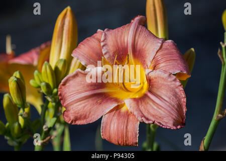 Schöne Blumen einer hybriden daylily Lachsrosa mit einem gelben Center close-up Stockfoto