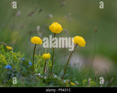 Europaeus Trollblume Stockfoto