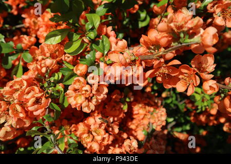 Chaenomeles japonica Strauch orange Blumen an einem sonnigen Tag. Stockfoto