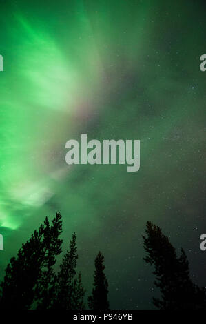 Aurora borealis über baumkronen Stockfoto