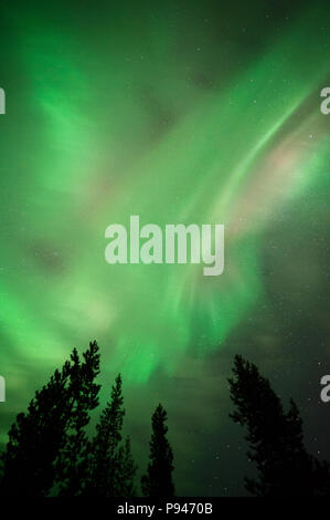 Aurora borealis über baumkronen Stockfoto