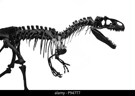 Silhouette der Skelett einer räuberischen Tyrannosaurus Rex T-Rex auf einem weißen Hintergrund. Das Museum für Paläontologie natürliche Stockfoto