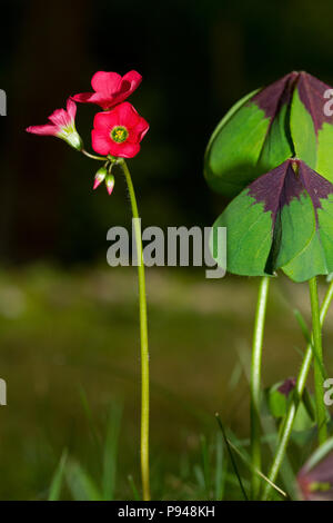 Blätter und Blüten von Iron Cross Pflanze, auch als vier bekannten - rosa Blättrige - sauerampfer Stockfoto