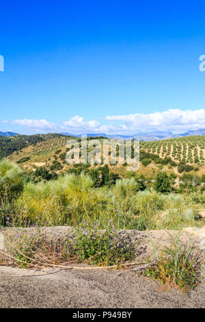 Blick auf den Parque Naturel de la Sierra de Grazalema, Provinz Cadiz, Spanien Stockfoto