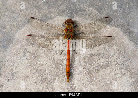 Gemeinsame Darter, Sympetrum striolatum, Großbritannien Stockfoto