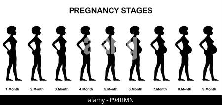 Schwangerschaft Stadien sihouettes. Alle Objekte und Körper Phasen sind in verschiedenen Schichten und der Text -Typen benötigen keine Schriftart. Stock Vektor