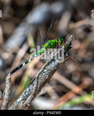 Eine weibliche Libelle wie die östlichen pondhawk bekannt, Erythemis simplicicollis, sich auf einem kleinen Zweig. Stockfoto